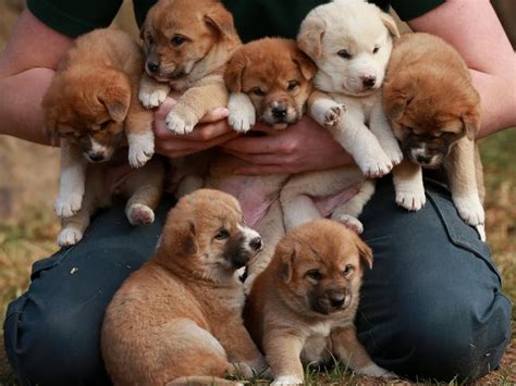 Dingo Pups The Newest Addition To Featherdale Wildlife Park Daily
