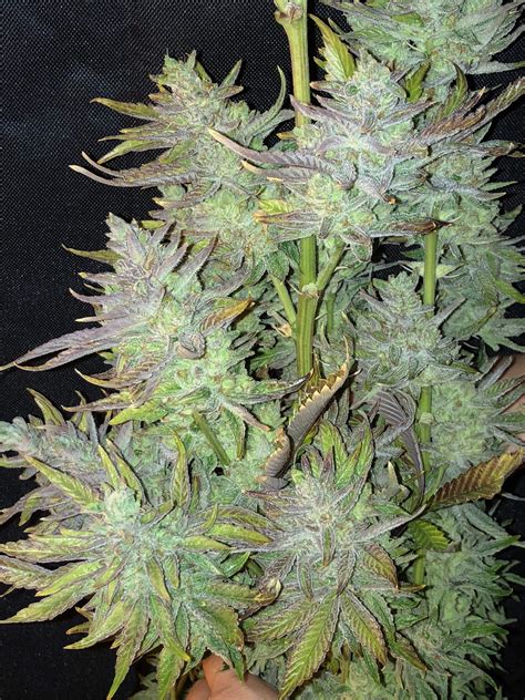 Dinafem Purple Afghan Kush Grow Journal Harvest14 By Growdiaries