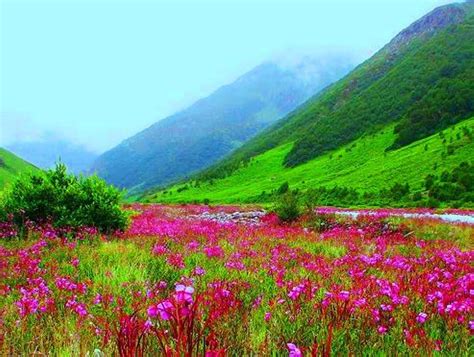 Valley Of Flowers Wallpapers Top Free Valley Of Flowers Backgrounds
