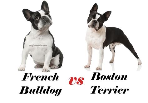 Boston Terrier Vs French Bulldog Full Comparison Ourfrenchie