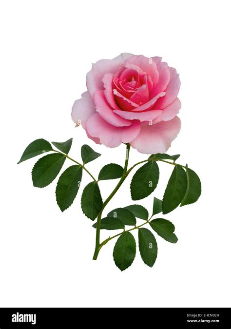 Delicate Pink Rose With Green Leaves Isolated On White Background Stock