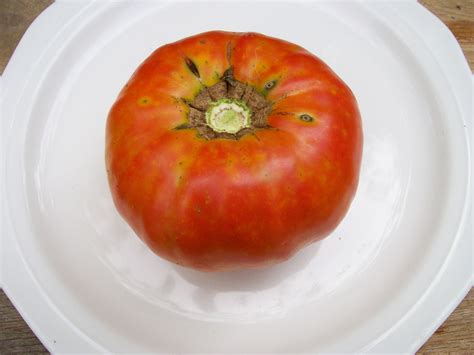 One is something like, all my tomatoes are ripening all at once and i have nowhere to put them all.. Delicious Tomato, 0.16 g : Southern Exposure Seed Exchange ...