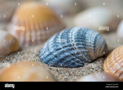 Seashells On The Beach Stock Photo Alamy