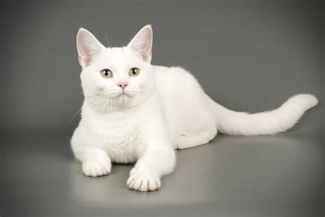 15 Types Of White Cats A Z Animals