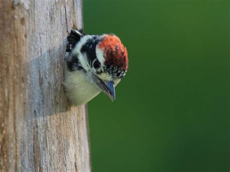 Downy Woodpecker Nesting Behavior Eggs Location Faqs Birdfact