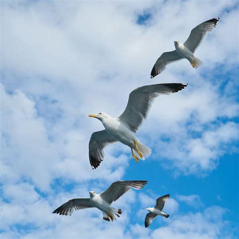 Group Of Seagulls Flying In The Sky · Free Stock Photo