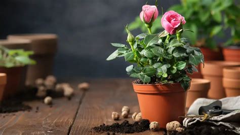 How To Grow Miniature Roses Indoors 15 Useful Tips