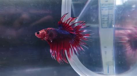 Hellboy Crown Tail Male Betta Youtube