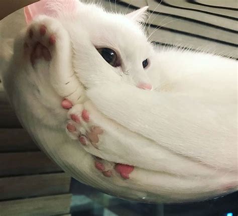 30 Reasons Why Every Cat Owner Should Get A Glass Table Bored Panda