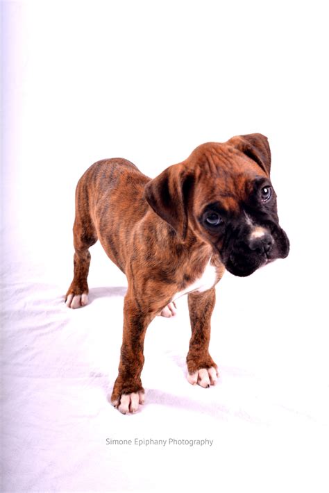 They have a playful personality & are an ideal family pet. 7 Week old Boxer Puppy Portraits by Simone Epiphany Photography in Austin Texas (With images ...