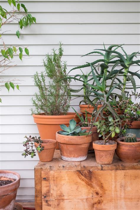 How To Grow A Container Garden Apartment Therapy