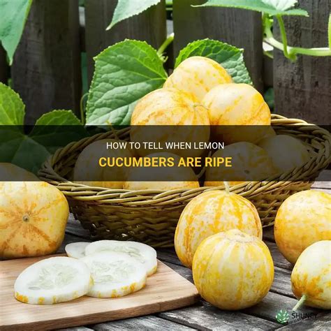 How To Tell When Lemon Cucumbers Are Ripe Shuncy