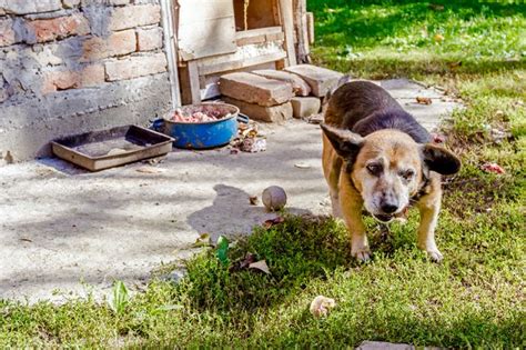 How To Build A Brick Doghouse Cuteness