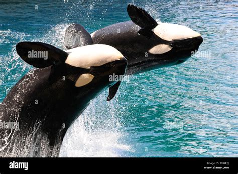 Killer Whales Hi Res Stock Photography And Images Alamy