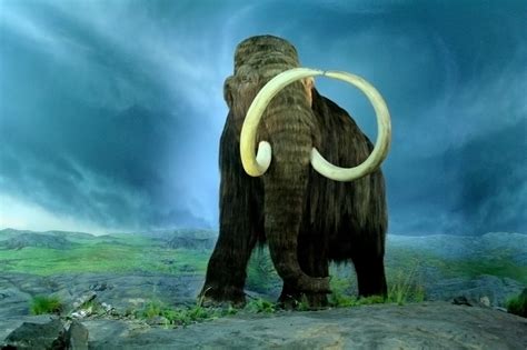 Then Again Woolly Mammoth Discovery In 1848 Brought Awareness Of