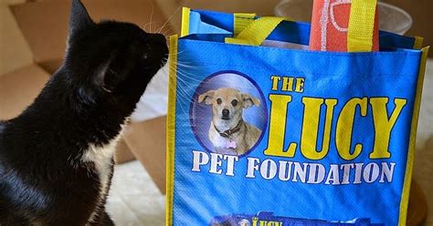 The mission of the lucy pet foundation is to help prevent the needless euthanasia of 60,000 healthy, loving animals per week in the united states. MANX MNEWS: The Lucy Foundation