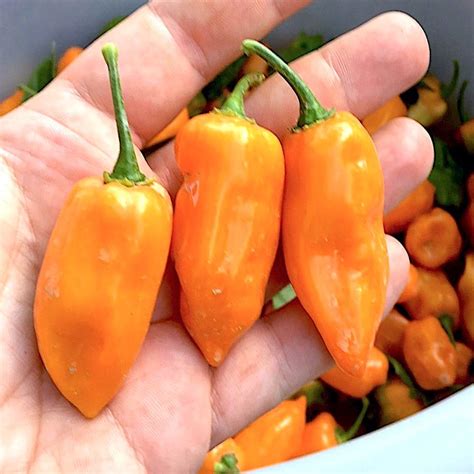 120 Chilli Pepper Seeds In 12 Varieties Of The Hottest In The World