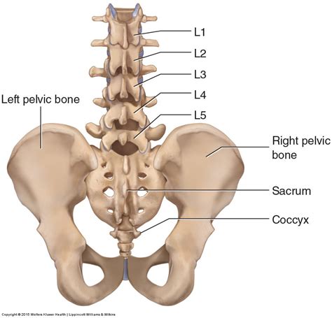 The most complete ultimate home study course in human anatomy and physiology. Bones of the Lumbar Spine and Pelvis