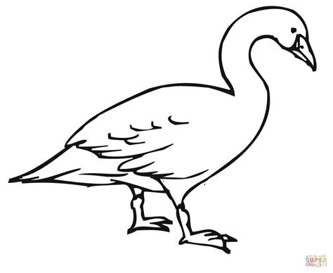 Download Trumpeter Swan Coloring For Free Designlooter