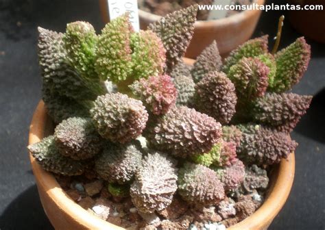 Adromischus Marianiae Herrei O Cotyledon Herrei Cuidados