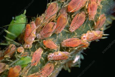 Rose Aphids Stock Image Z2950338 Science Photo Library