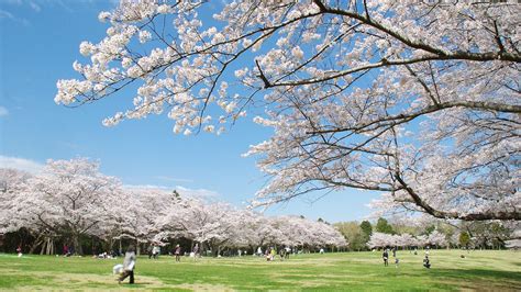 Japans Top 100 Blossoms Izumi Nature Park Chiba