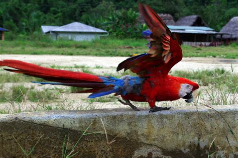 scarlet macaw facts scarlet macaw diet and behavior