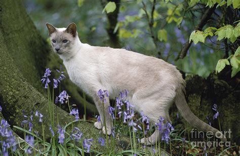 Lilac Point Siamese Cat Photograph By John Daniels