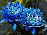 Blue Boa Flower Images
