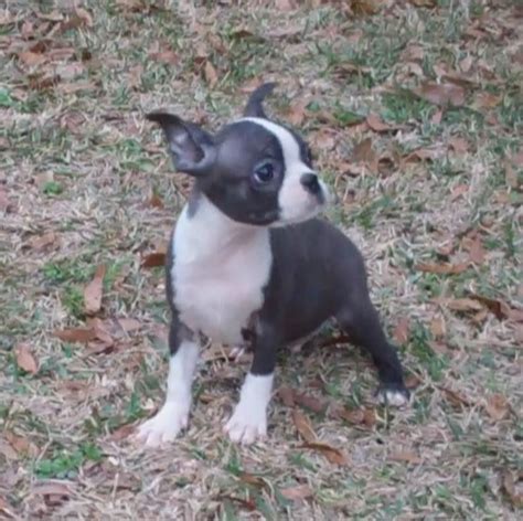Find local french bulldog puppies for sale and dogs for adoption near you. Frenchton and French Bulldog Puppies for Sale - Highnote ...