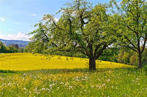 Come shop the best and biggest selections for flowering trees at of our many locations! Big spring tree | The next pictures have been taken during ...
