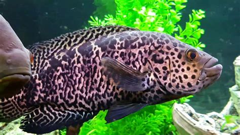 Jaguar Cichlid Parachromis Managuensis Youtube