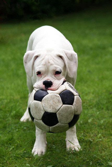 18 Best Dogs Playing Soccer Images On Pinterest German Shepherd