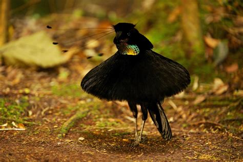 The Feathers Of Planet Earths Bird Of Paradise Literally Eat Light Wired