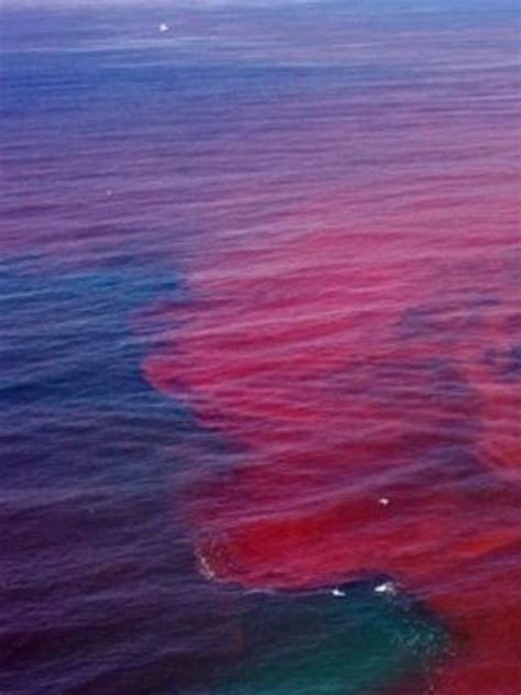Red tides begin in the gulf of mexico 10 to 40 miles off central and southwest florida. What Causes Red Tide In Florida - Jameslemingthon Blog
