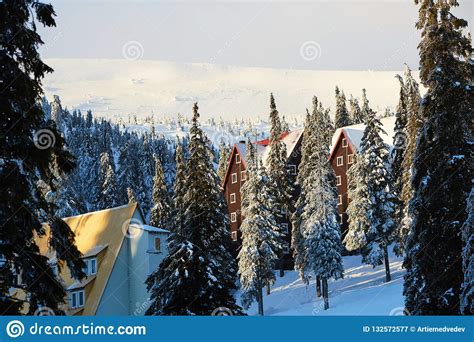 Mountain Ski Resort Winter Landscape Photo Tall Fir Trees