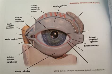 Solved Accessory Structures Of The Eye Superior Palpebra Chegg Com