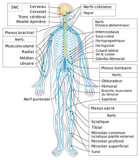 Here are some key points about the central nervous system. Schemes/fr - Wikimedia Commons