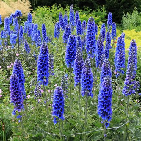 Kennencounter Blue Perennial Flowers Zone 5 Midwest Gardening Best