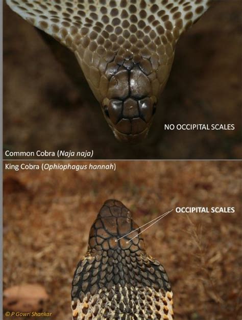 King Cobras And Common Cobras Wilderhood Recitals