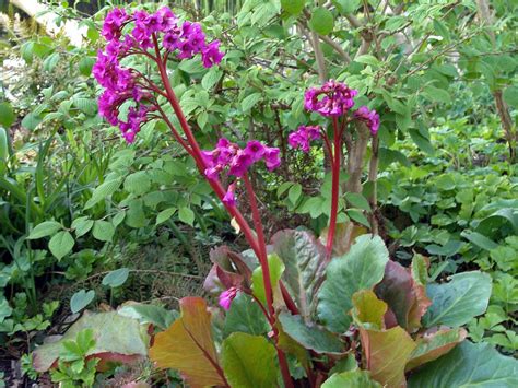 Die bergenie (bergenia) gilt als nahezu unverwüstlich und ist extrem langlebig. Bergenie 'Eroica' - Schönstes Stauden-Sortiment ...