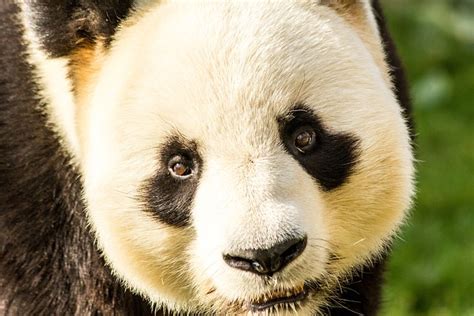 Panda Cute Bear Free Photo On Pixabay Pixabay