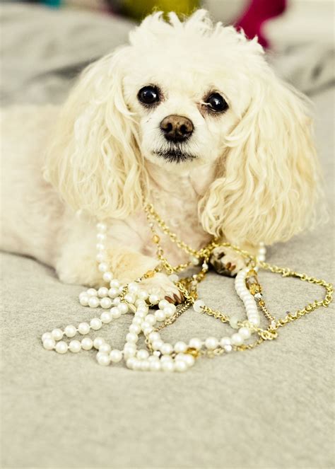 Dogs With Jewelry One Of My Favorite Things Jewelry Pearl Necklace