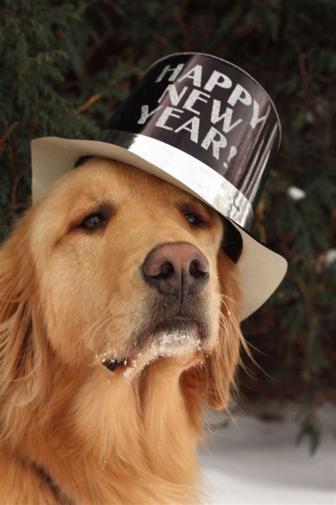 Happy New Year Happy New Year Dog Golden Retriever Dog Love