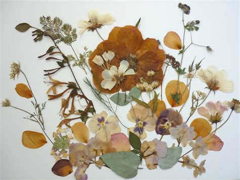 Dried Pressed Flowers Art Pressed Flowers For Crafts Dry Flowers