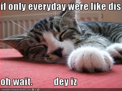 Funny Pictures Lazy Cat Naps