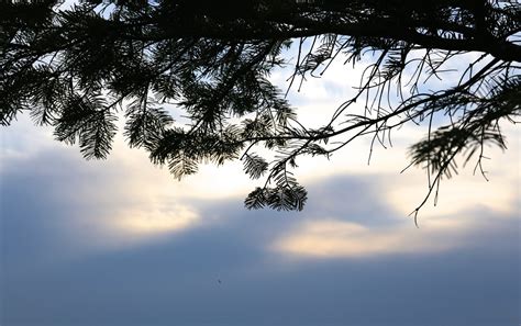 Free Images Tree Nature Grass Horizon Branch Light Cloud Sky