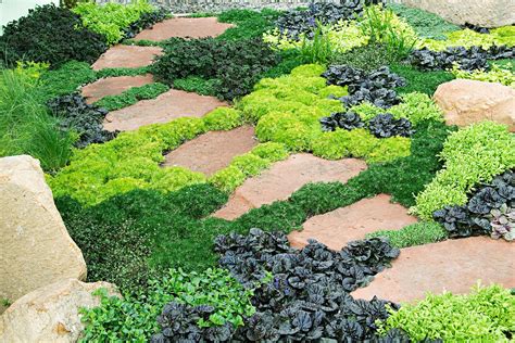 The Top 10 Evergreen Ground Cover Types And More Information About Them