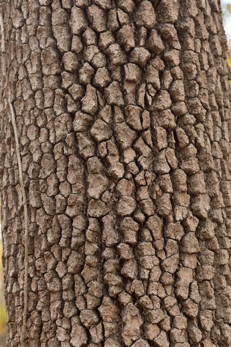 Diospyros Virginiana Mature Bark Dogtooth77 Flickr