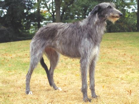 They are very loving and will bond with the entire family. Scottish Deerhound Info, Temperament, Puppies, Pictures